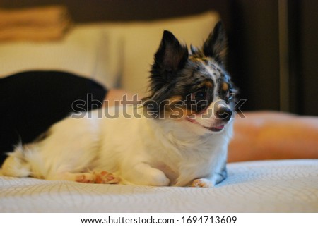 Cute black and white chihuahua lying in bed. 