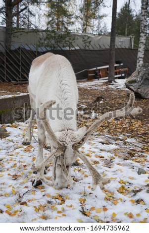 Reindeer at farm in winter Rovaniemi, Lapland, Northern Finland