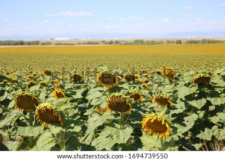 Beautiful Sunflower field during summer in Colorado with the Rocky Mountains in the background