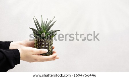 Woman holds small flower evergreen succulent. Home gardening and sun rays. Home flower cactus in pot for banner with copy space.