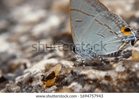 Butterfly view in close up for Macro Photography