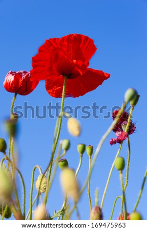 Wild, red poppies and a vibrant blue sky