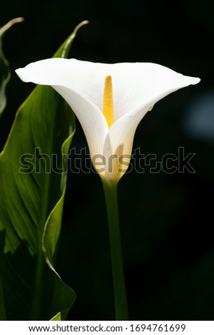 Photograph of a beautiful white calla lily flower.