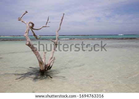 Divi Divi Tree on Baby Beach in Aruba