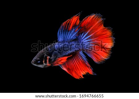 Betta fish, siamese fighting fish, betta splendens (Fullmoon betta )isolated on black background