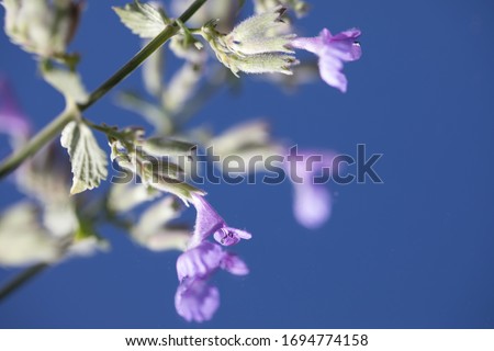 Simple isolated purple lilac soft pastel flower with stem and green buds against a mirror refelcting the blue sky nature beautiful macro close up pollen blur gift leaves