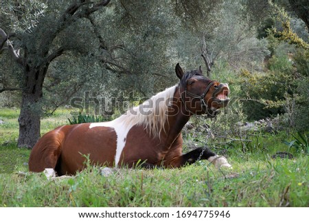 Brown Horse Resting Near the Forest