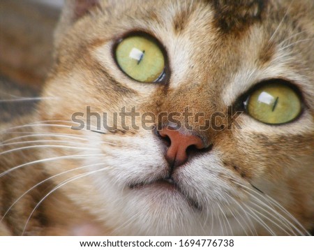 Macro Close Up cat glaring gaze Background Wallpaper.  The Yellow Cat Eyes.