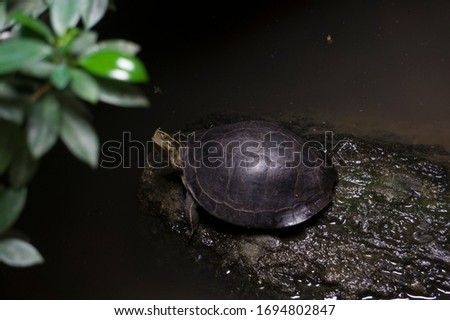 The asian box turtle on the nest