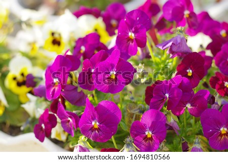 Garden pansy, Violet tufted pansy 