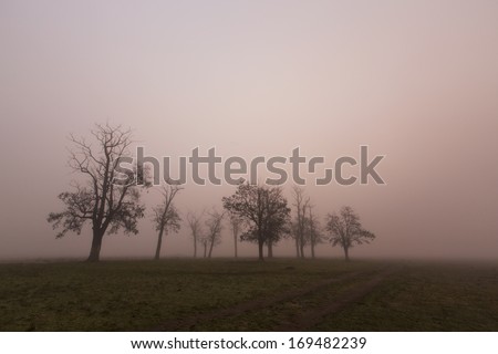 Rural scenery with isolated group of trees and fog