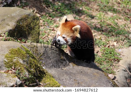 A red panda is playing