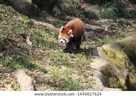A red panda is playing