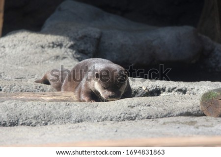 An oriental small-clawed otter is playing