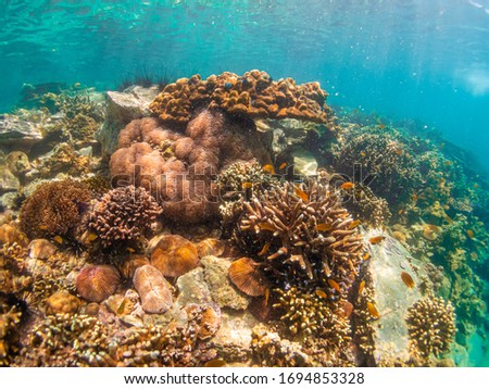 Pictures of shallow snorkeling in the southern part of the Myanmar sea islands.