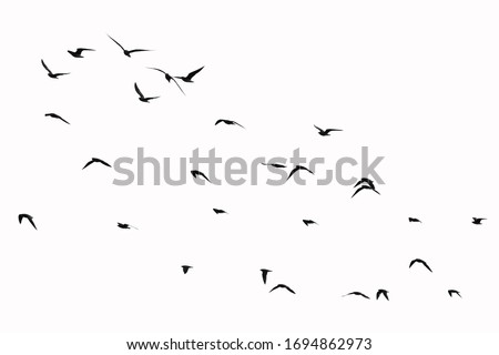 birds flying in the sky, isolated with white background, clipping path                               