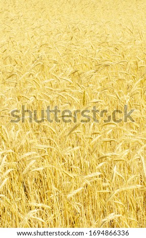 yellow field of rye, background