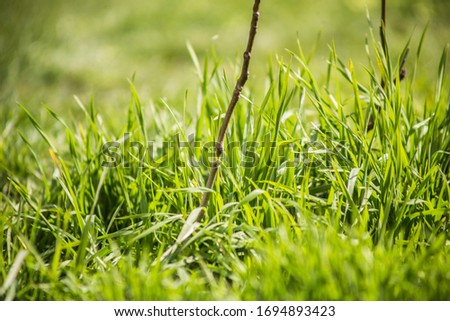 

Green Grass in early spring 