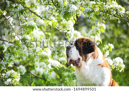 Portrait beautiful St. Bernard sits near blooming apple trees