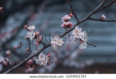 A large branch with cherry blossoms in the eternal garden. Dark background for design and creativity.