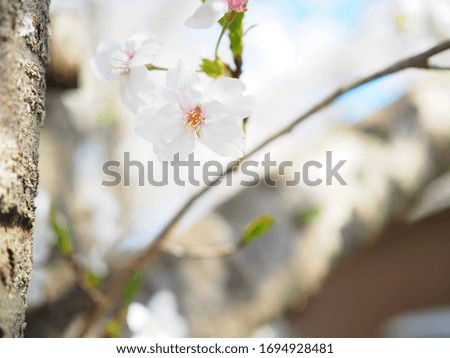 Japanese famous cherry blossom “Somei Yoshino" in spring, Very shallow depth of field