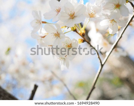 Japanese famous cherry blossom “Somei Yoshino" in spring, Very shallow depth of field