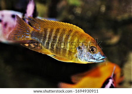 Colorful of ornamental fish, yellow Malawi Peacock on isolated black background. Aulonocara is endemic to Lake Malawi. it is freshwater fish, African cichlids in Cichlidae family.