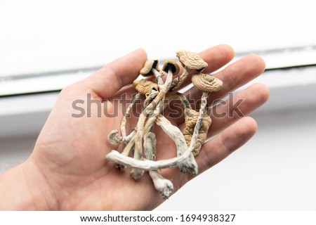 Dry Psilocybe cubensis in hand. Psilocybin mushroom. Albino A strain. White background. Psilocybin Mushroom.