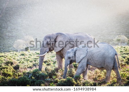 Two elephants walking at nature, Kariega Natural Reserve, South Africa