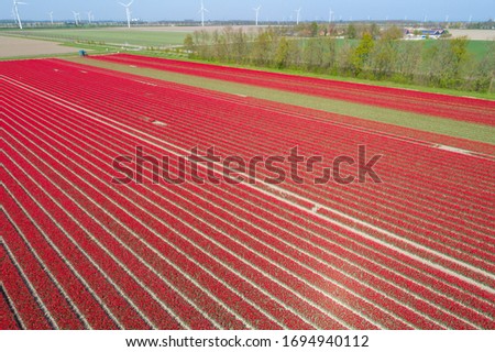 Colorful tulip field in the Netherlands from the air