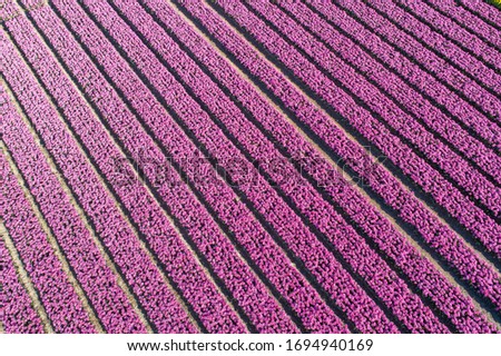 Colorful tulip field in the Netherlands from the air