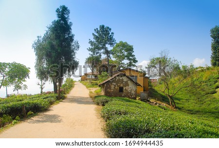 Ilam Tea Garden, Ilam, Nepal