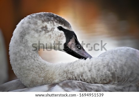 Close up of a white swan