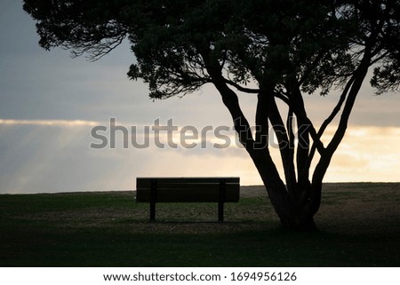 Empty bench seats in the park with big silhouette Pohutukawa tree by its side 