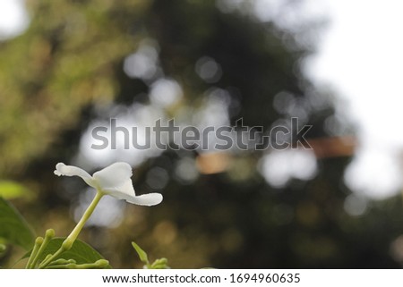night flowering jasmine with green leaf