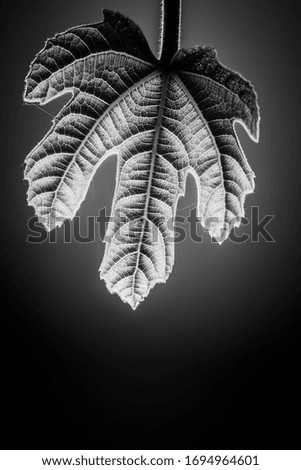 small fig leaf - close up