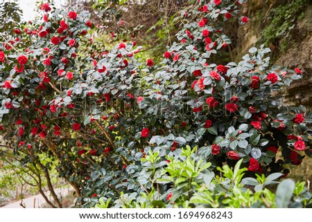 Blooming red rose Bush. Paris. France