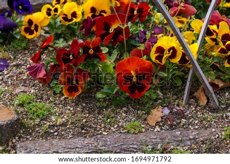 Red and yellow pansy flowers in the garden.