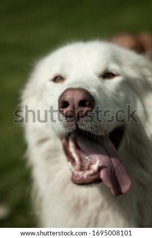 beautiful dog portrait in nature on a field with high grass, flowers at summer close up, playing and running