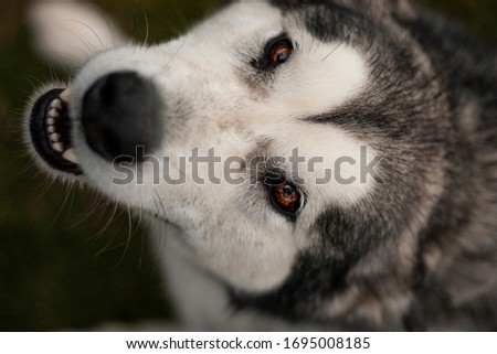 beautiful dog portrait in nature on a field with high grass, flowers at summer close up, playing and running