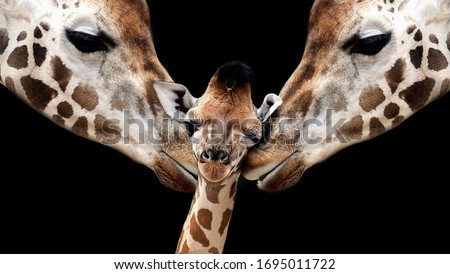 Mother And Father Giraffe Playing With Her Baby