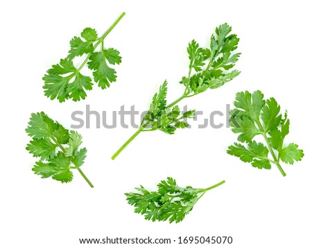 leaf Coriander or Cilantro isolated on white background. Green leaves pattern   Royalty-Free Stock Photo #1695045070