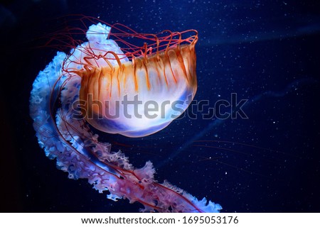 The picture shows a jellyfish in an aquarium, as it's swimming through the water.