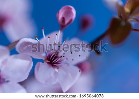 Flowers of cherry plum on blue background