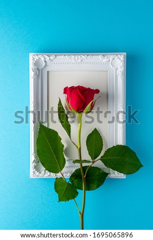 Red rose with white frame on blue background. Greeting card for Valentines Day, Womens Day. Minimal holiday concept.