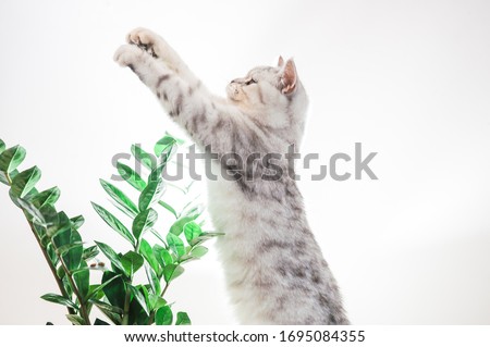 Scottish kitten is playing between the flowers. Gray pussy cat paws at the ball. Azalea flowers petals, greens. Different emotions of kitten facial expressions.