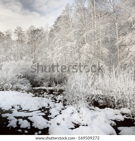 Snow in the bog and forest in Latvia