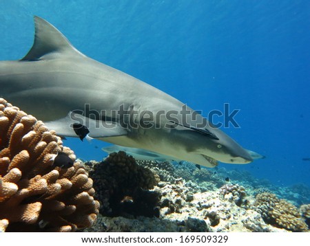Lemon shark, scuba diving Tahiti