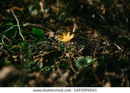 Image of yellow flower in grass, spring season