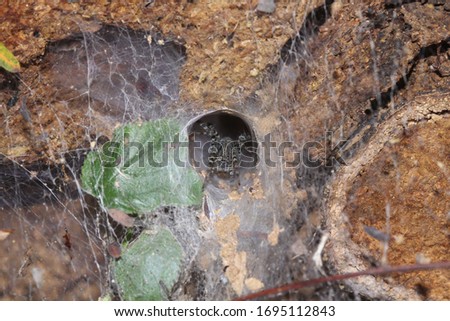 Funnel Web spider Waiting for the prey